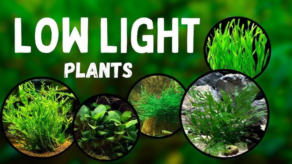 Low Light Aquarium Plants