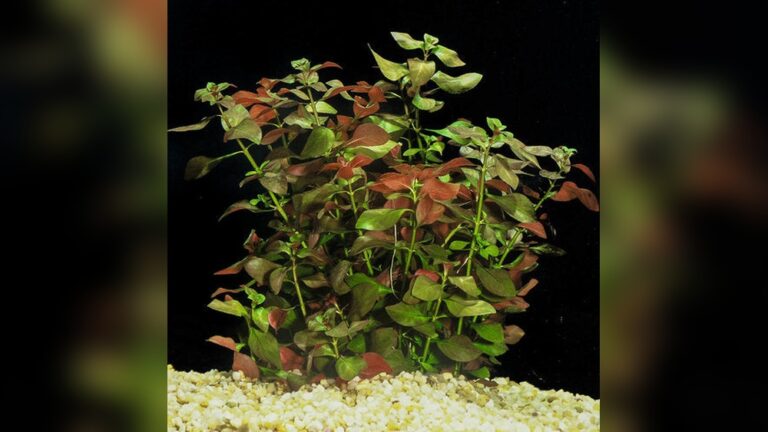 Ludwigia Repens