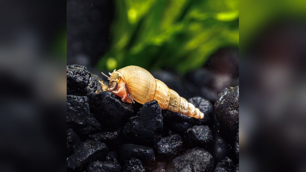 Malaysian Trumpet Snails