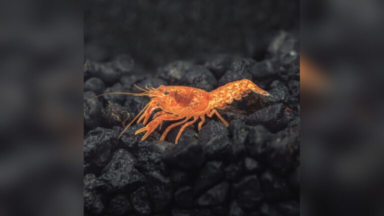 Mexican Dwarf Crayfish