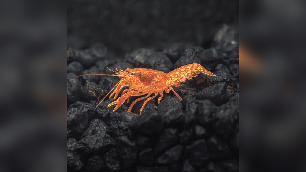 Mexican Dwarf Crayfish