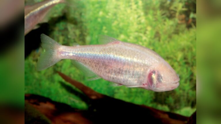 Mexican Tetra