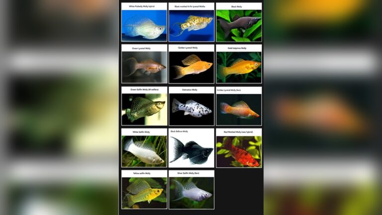 Molly Fish Types