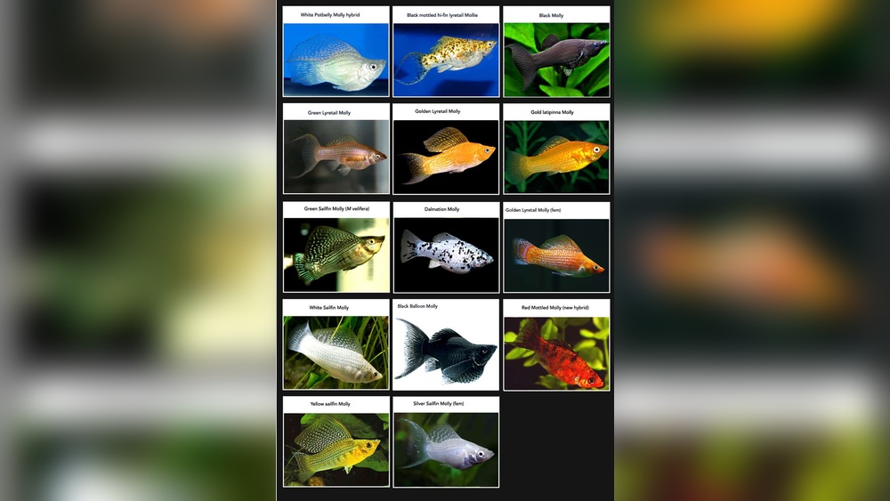 Molly Fish Types
