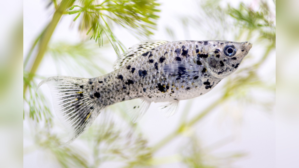 Molly Fish