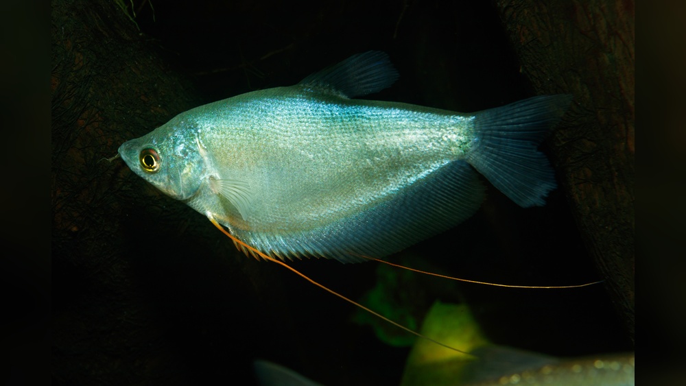 Moonlight Gourami