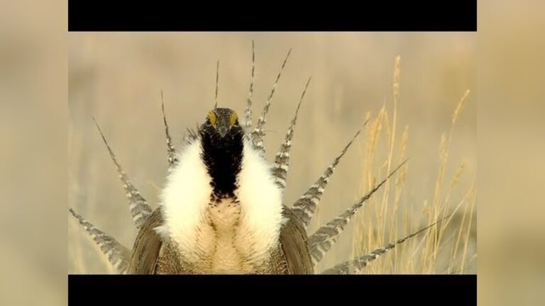 Most Rare Bird In North America