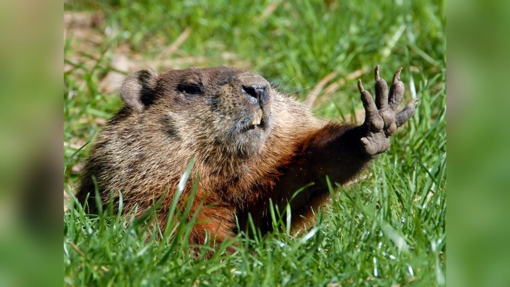 Will Mothballs Keep Groundhogs Away Aesthetic Wallpaper
