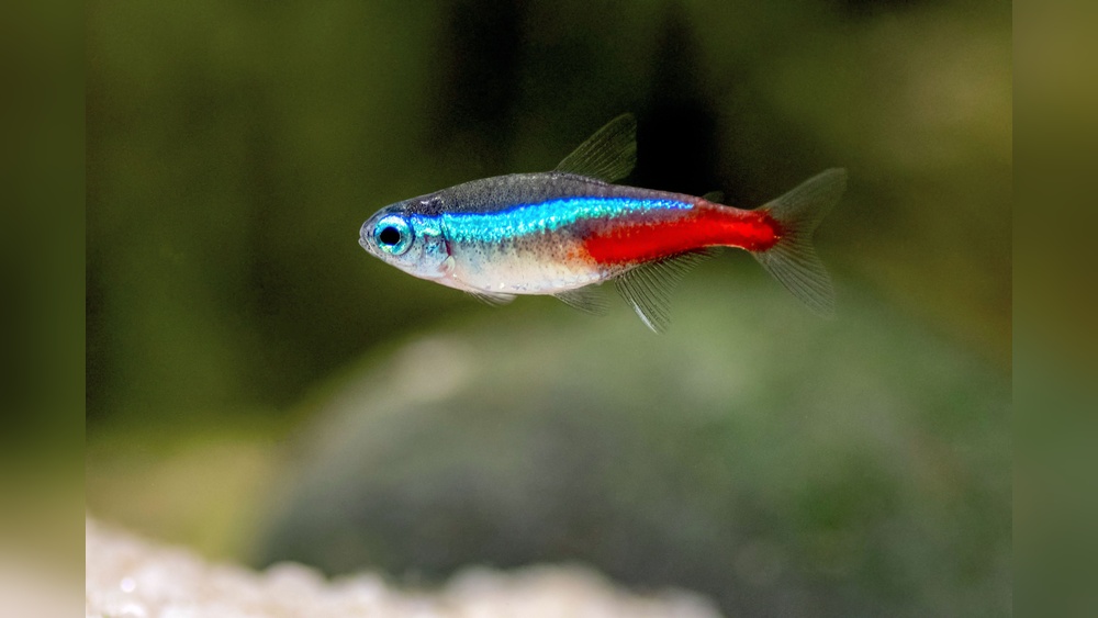 Neon Tetra