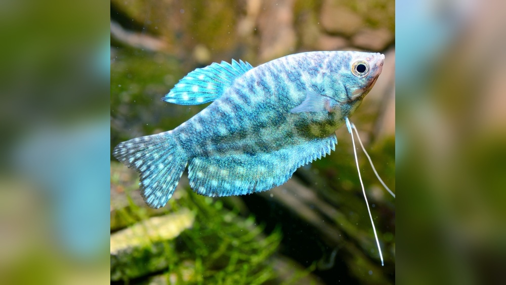 Opaline Gourami