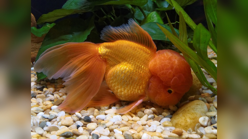 Oranda Goldfish