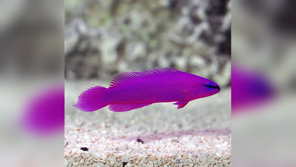 Orchid Dottyback