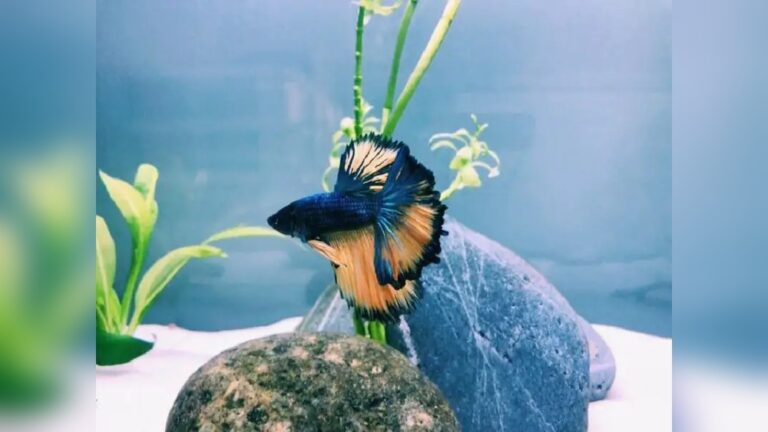 Paradise Betta