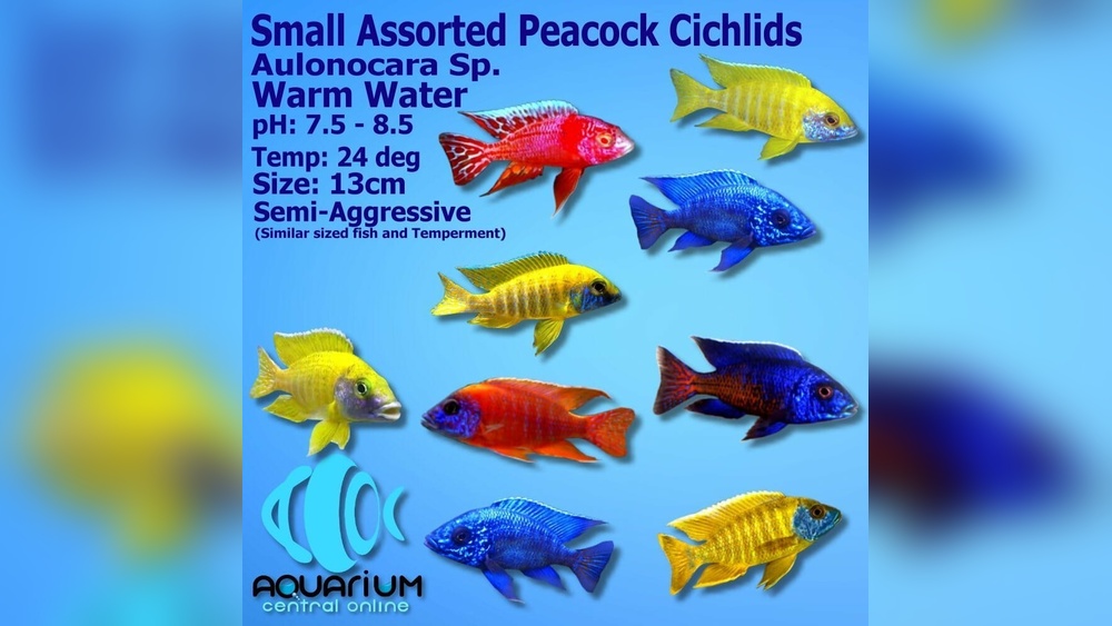 Peacock Cichlid
