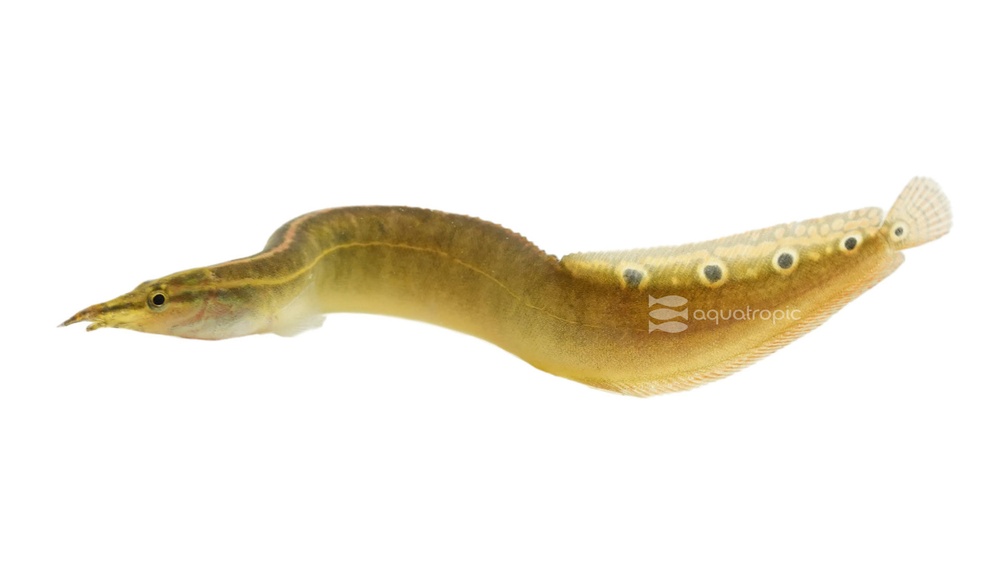 Peacock Eel