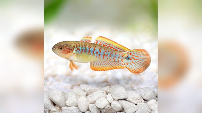 Peacock Gudgeon