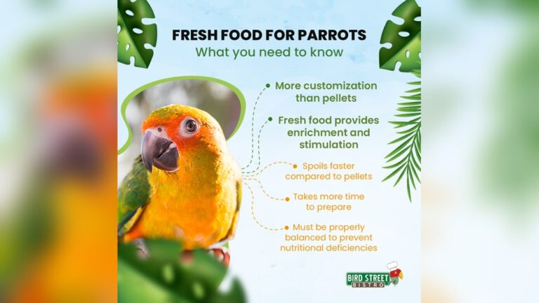 Pet Bird Food Pros And Cons