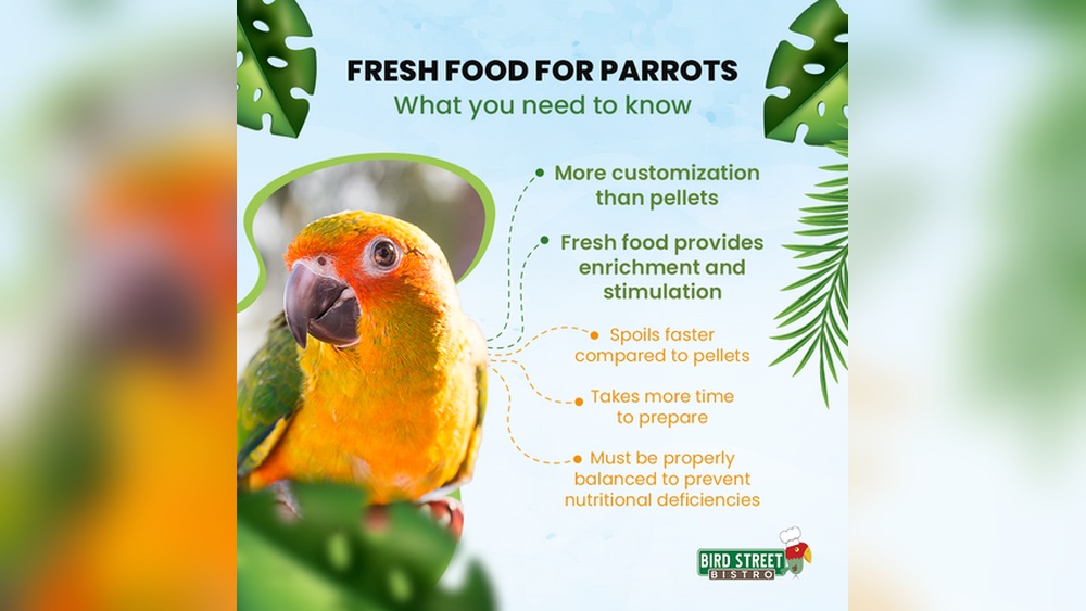 Pet Bird Food Pros And Cons