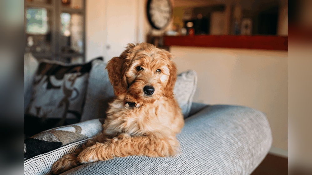 Pet Ownership Insurance Everything You Need To Know