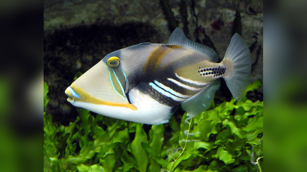 Picasso Triggerfish