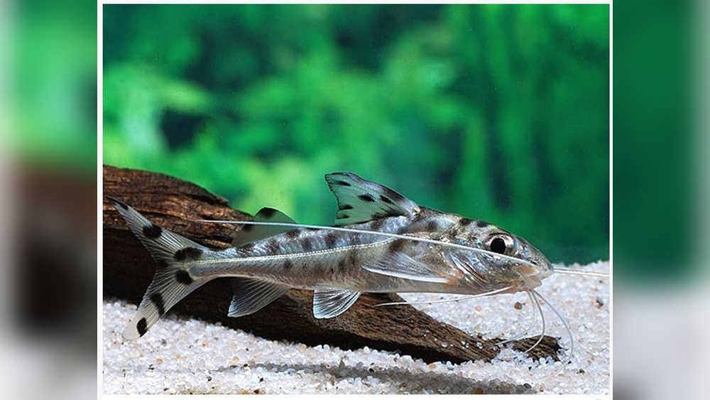 Pictus Catfish