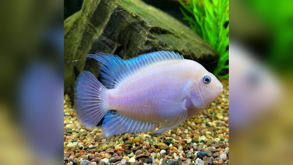 Pink Convict Cichlid
