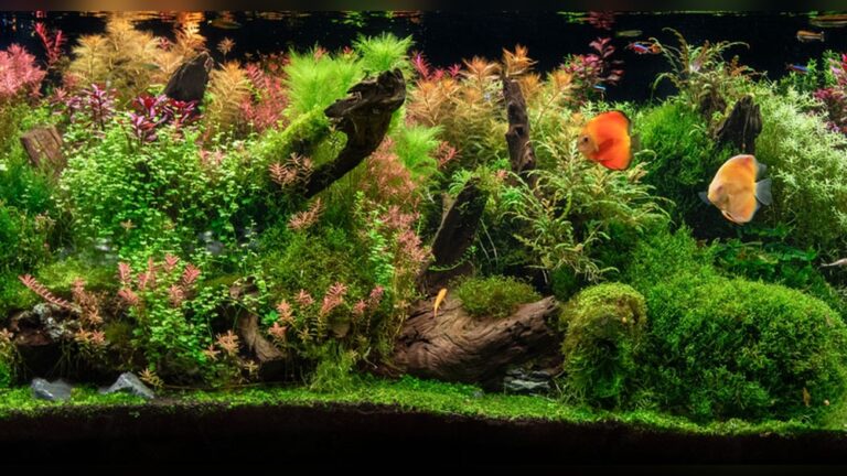 Planted Aquarium