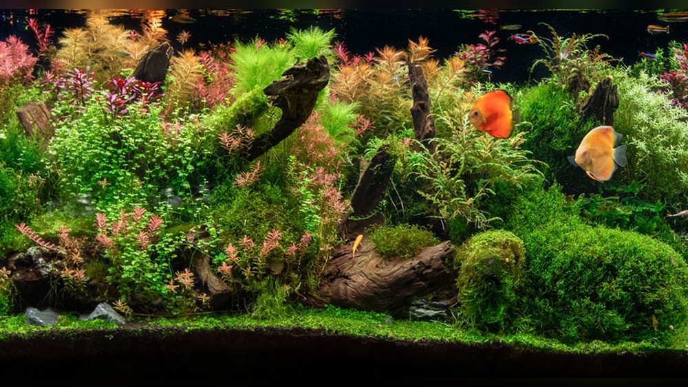 Planted Aquarium