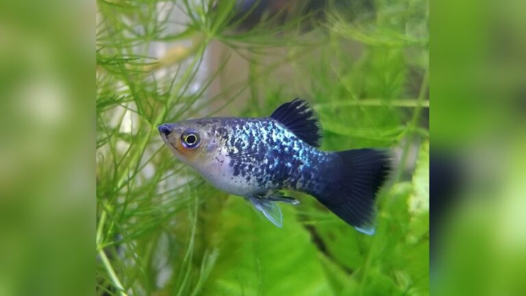 Platy Fish