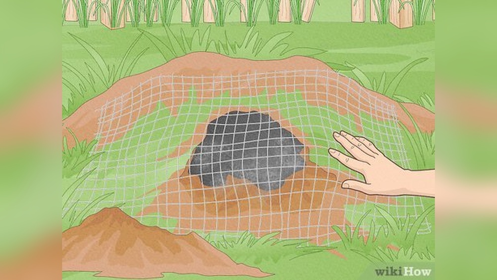 Plug Groundhog Holes: Effective Tips to Stop Damage Fast