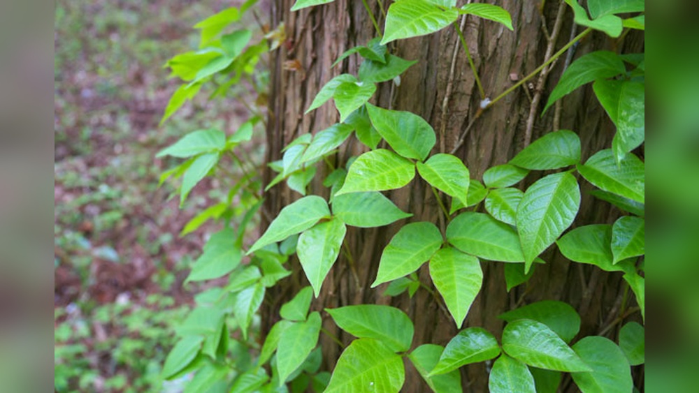 Poisonous Plants To Fish