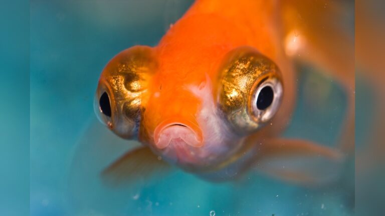 Pop Eyed Fish