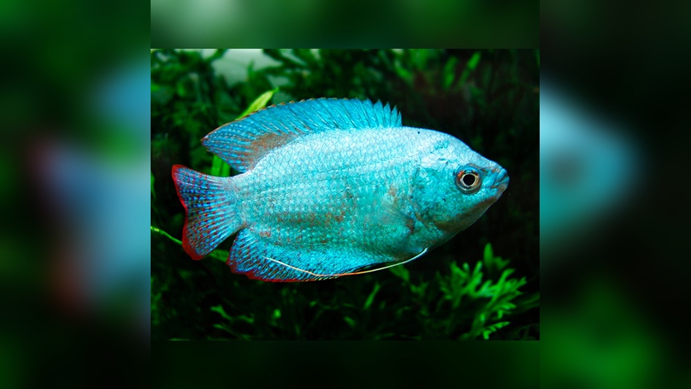 Powder Blue Gourami