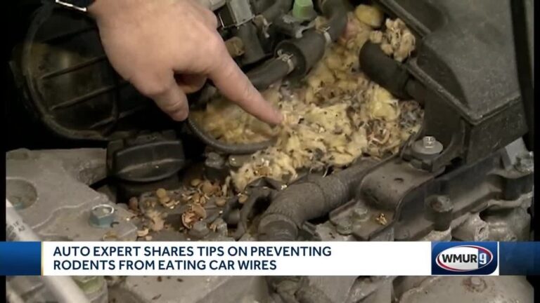 Prevent Rodents From Eating Car Wires: Effective Tips That Work