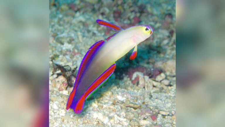 Purple Firefish