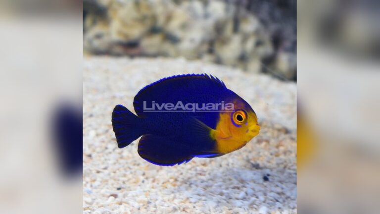 Pygmy Angelfish