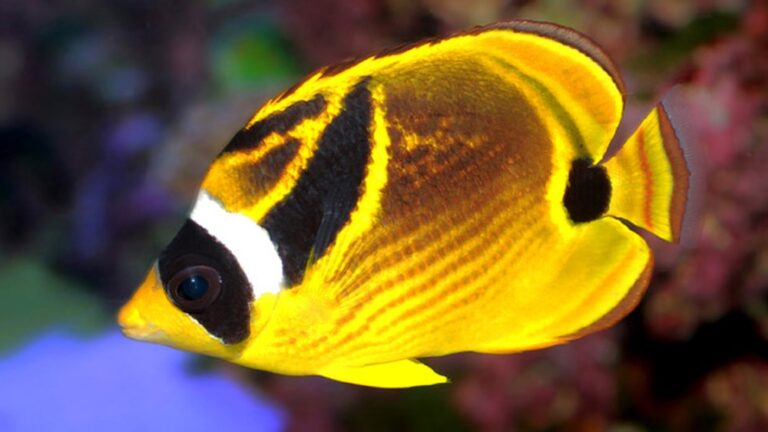 Raccoon Butterflyfish