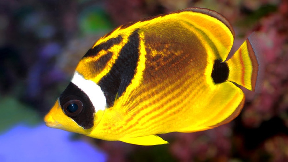 Raccoon Butterflyfish