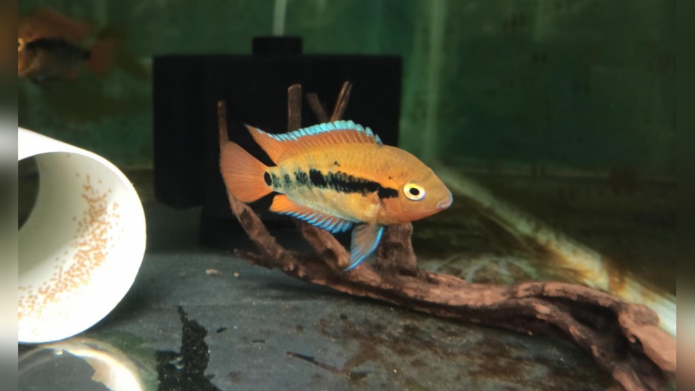 Rainbow Cichlid