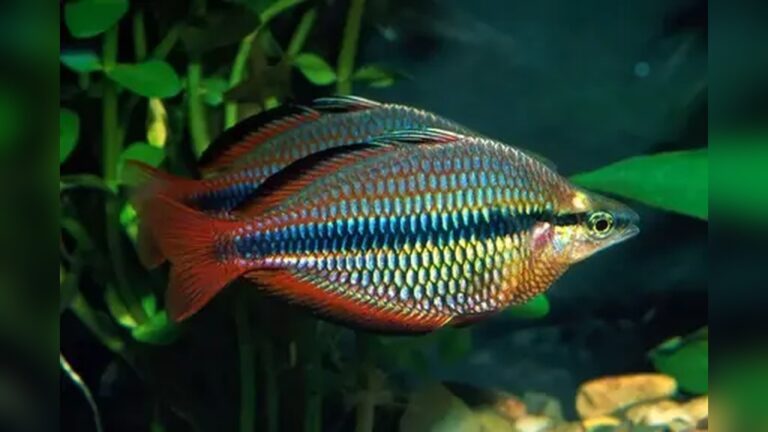 Rainbowfish Types