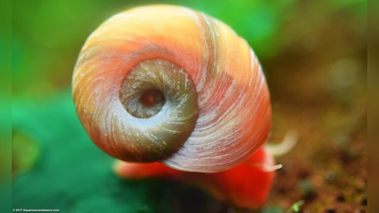 Ramshorn Snail