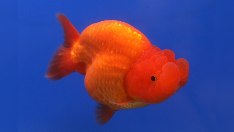 Ranchu Goldfish