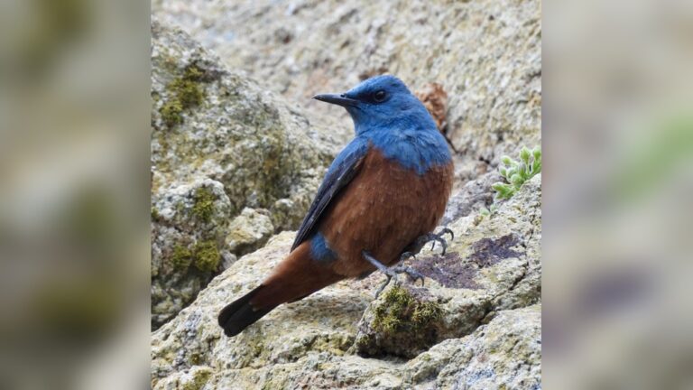 Rare Bird Sighting California