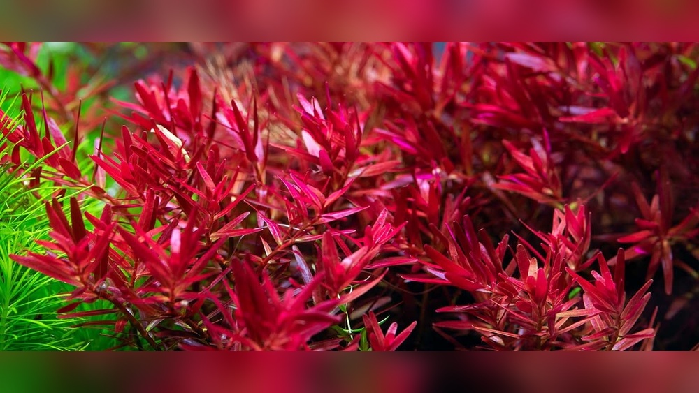 Red Aquarium Plants