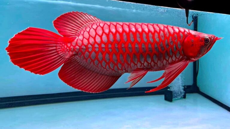 Red Arowana