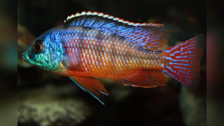 Red Empress Cichlid