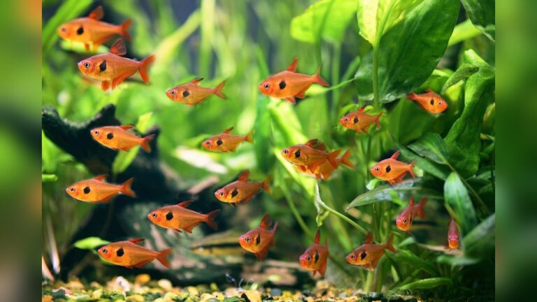 Red Phantom Tetra