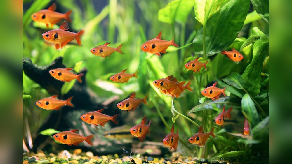 Red Phantom Tetra