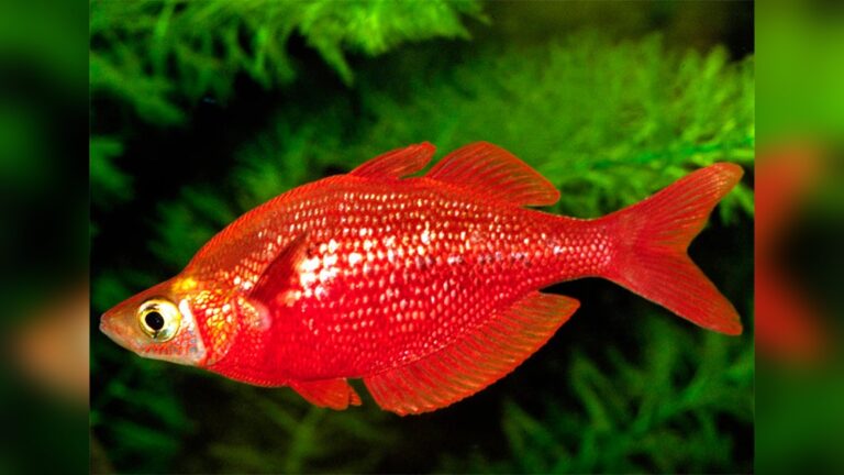 Red Rainbow Fish