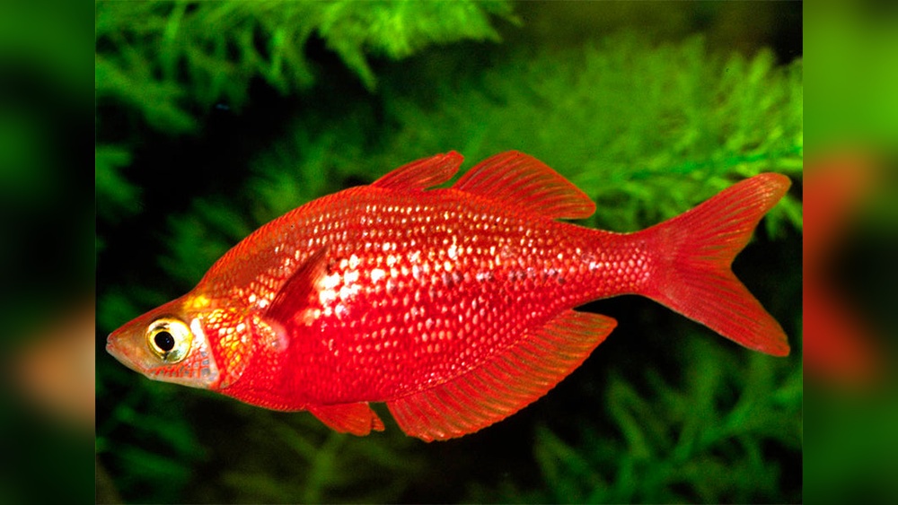 Red Rainbow Fish